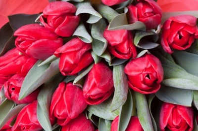 Tulips From Amsterdam